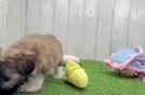 Meet Jeanie - our Havanese Puppy Video