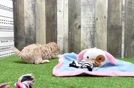 Playful Moodle Poodle Mix Puppy