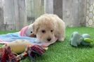 Best Maltipoo Baby