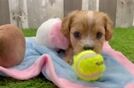 Funny Cavapoo Poodle Mix Pup