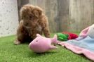 Best Poodle Baby