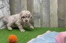 Cute Mini Labradoodle Baby