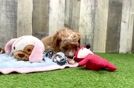 Cavapoo Puppy for Adoption