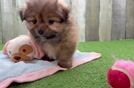 Best Shih Pom Baby
