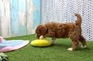 Cavapoo Puppy for Adoption