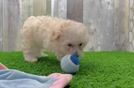 Funny Maltipoo Poodle Mix Pup