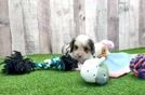 Cavapoo Pup Being Cute