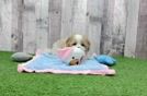 Meet Jolly - our Cavachon Puppy Video
