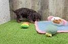 Cute Cavapoo Poodle Mix Pup