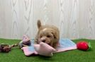 Happy Maltipoo Baby