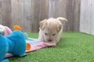 Popular Maltipoo Poodle Mix Pup