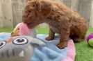 Mini Goldendoodle Pup Being Cute