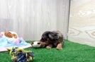 Best Yorkie Poo Baby