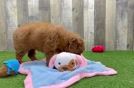 Meet Baylor - our Mini Goldendoodle Puppy Video