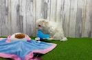 Maltese Puppy for Adoption