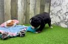 Meet Sasha - our Mini Bernedoodle Puppy Video
