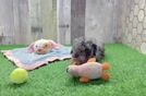 Petite Pudel Purebred Puppy