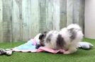Meet Parker - our Maltipom Puppy Video