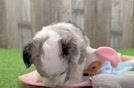 Cute Mini Aussiedoodle Baby