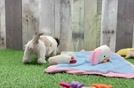 Teddy Bear Puppy for Adoption