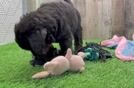 Meet Big Mac - our Mini Bernedoodle Puppy Video