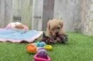 Friendly Maltipoo Baby