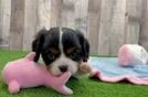 Cavalier King Charles Spaniel Puppy for Adoption