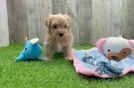 Best Maltipoo Baby