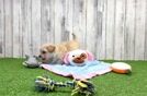 Playful Maltidoodle Poodle Mix Puppy