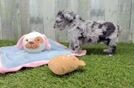 Mini Aussiedoodle Puppy for Adoption