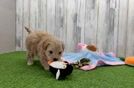 Adorable Multipoo Poodle Mix Puppy