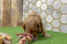 Playful Cavapoodle Poodle Mix Puppy