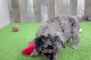 Mini Aussiedoodle Pup Being Cute