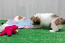 Meet Cutie Pie - our Shih Poo Puppy Video