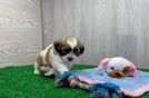 Teddy Bear Puppy for Adoption