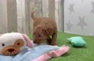 Playful Mini Groodle Poodle Mix Puppy