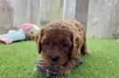 Popular Cavapoo Poodle Mix Pup