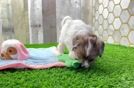 Shih Poo Pup Being Cute