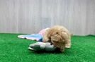 Meet Pete - our Maltipoo Puppy Video