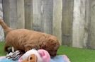 Meet Flo - our Mini Goldendoodle Puppy Video