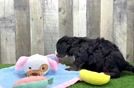 Meet Mika - our Mini Bernedoodle Puppy Video
