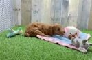 Meet Degeneres - our Mini Goldendoodle Puppy Video