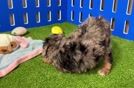 Best Cavapoo Baby