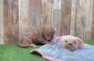 Cavapoo Puppy for Adoption