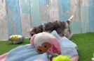 Friendly Yorkie Poo Baby