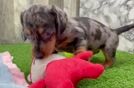 Best Dachshund Baby