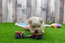Meet Enchanto - our Havanese Puppy Video
