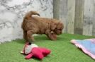 Smart Mini Goldendoodle Poodle Mix Pup