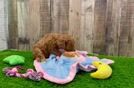 Friendly Mini Goldendoodle Baby