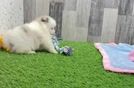 Meet Warren - our Pomeranian Puppy Video